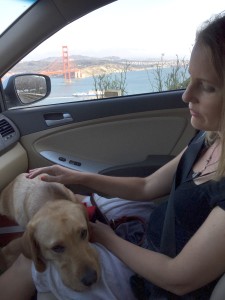 Roja relaxing on my lap while driving through Golden Gate Park